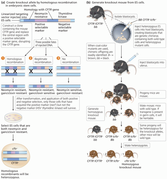 Creating a loss-of-function CFTR