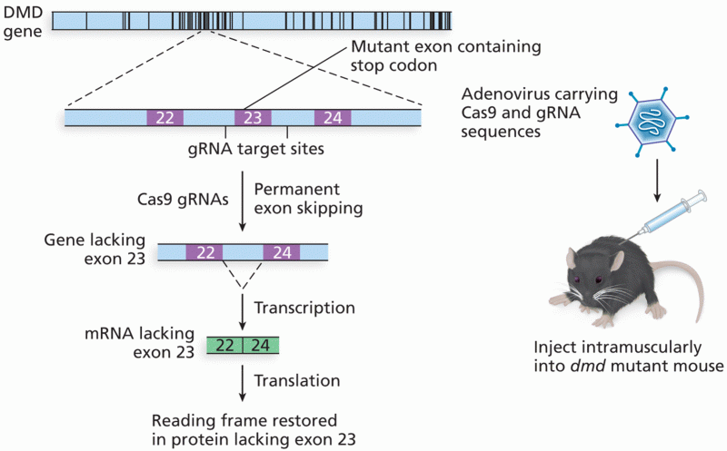 Genetic therapy for mice with Duchenne muscular dystrophy