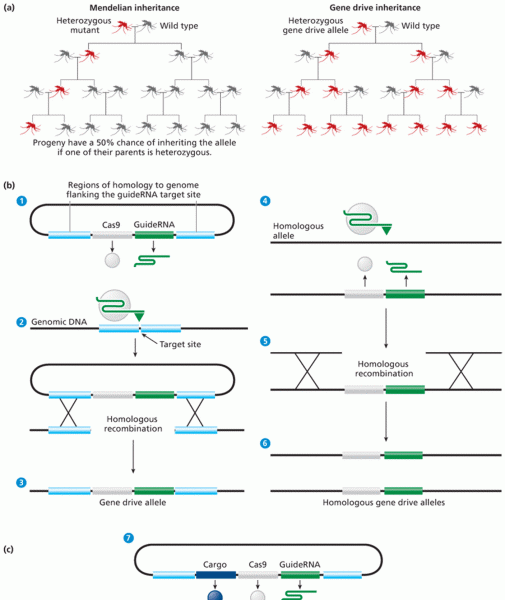 How gene drive alleles can spread through populations 