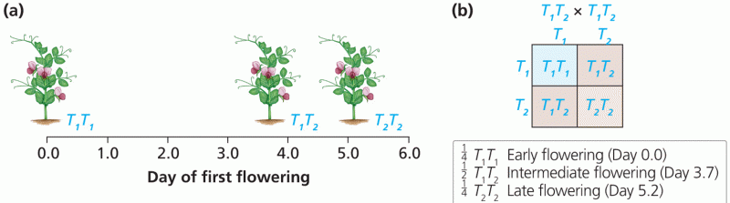 Incomplete dominance in flowering time of pea plants