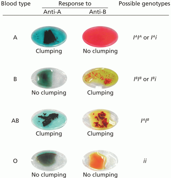 ABO blood type