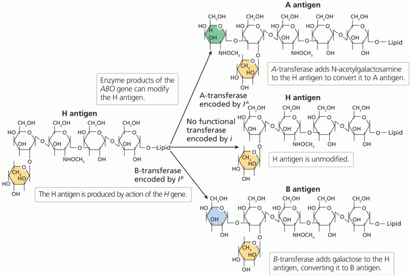 Production of ABO blood group antigens