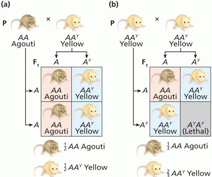 Dominance and lethality of AY