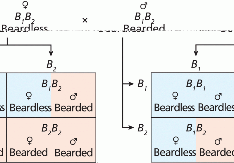 Sex-influenced inheritance of beard appearance in goats