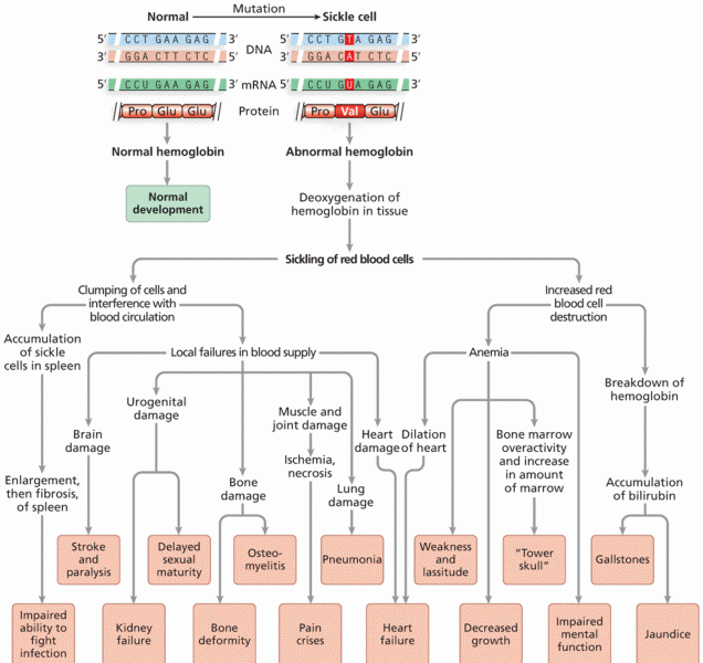 Pleiotropy in sickle cell disease