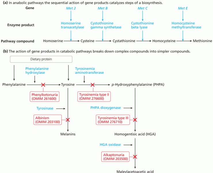 Gene action in pathways