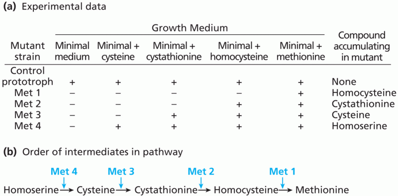 Genetic dissection of methionine biosynthesis pathway