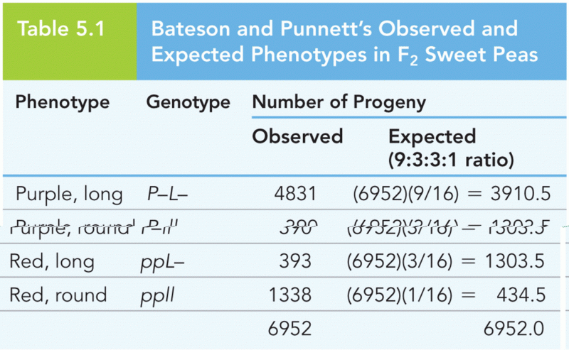 Bateson and Punnett’s Observed and Expected Phenotypes in F2 Sweet Peas