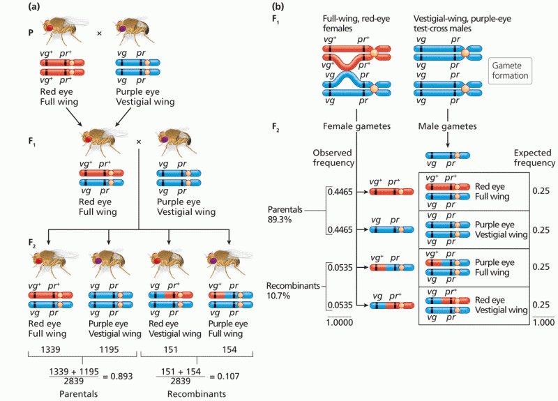 Morgan’s test-cross analysis of genetic linkage between autosomal genes