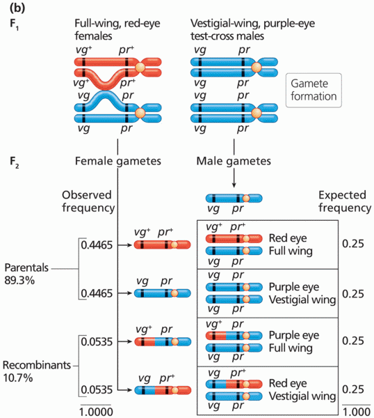 Morgan’s test-cross analysis of genetic linkage between autosomal genes