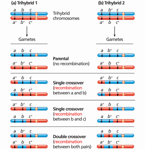 Gametes from trihybrid organisms with different allele configurations