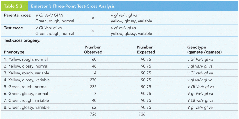 Emerson’s Three-Point Test-Cross Analysis