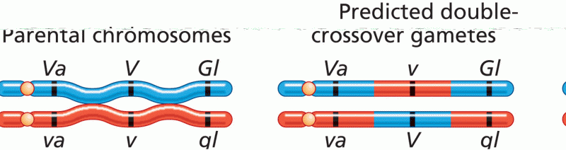 Constructing a Three-Point Recombination Map