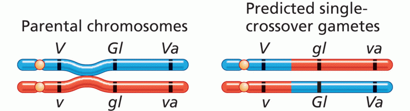 Constructing a Three-Point Recombination Map