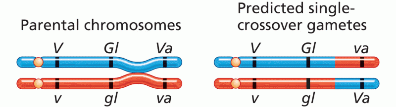 Constructing a Three-Point Recombination Map