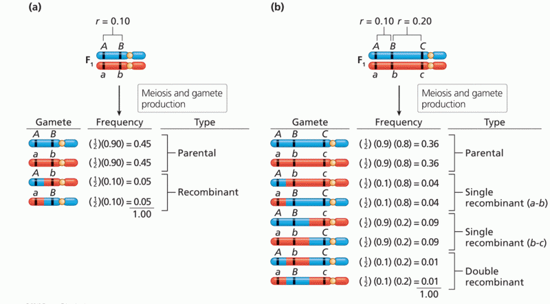 Gamete genotype frequencies calculated from genetic linkage data