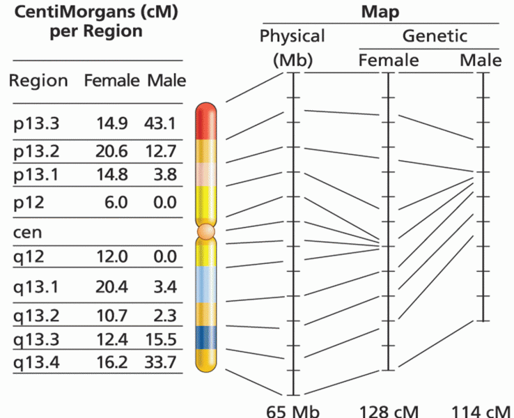 Physical distance versus recombination distance on human male and female chromosome 19