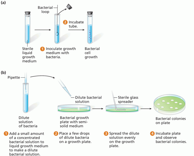 Bacterial growth methods