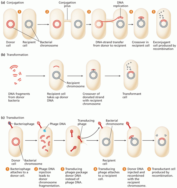 Gene-transfer processes in bacteria