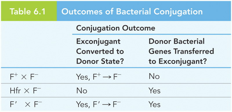 Outcomes of Bacterial Conjugation