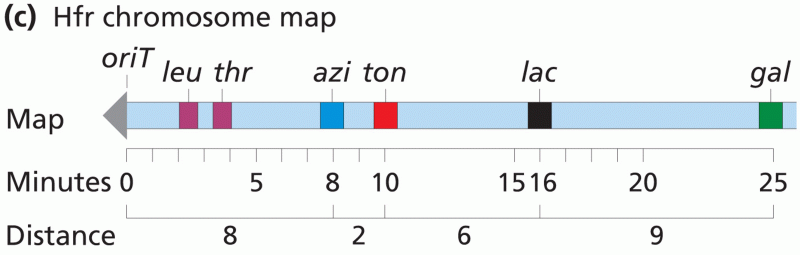 The Hfr chromosome time-of-entry map is assembled from the recombinant data