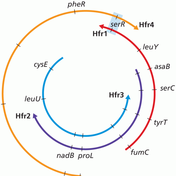 Consolidation of Hfr Maps