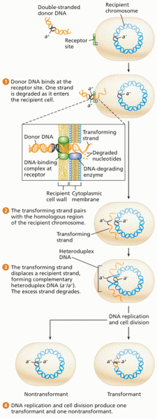 Transformation of a competent bacterium (a-) by donor DNA (a+)