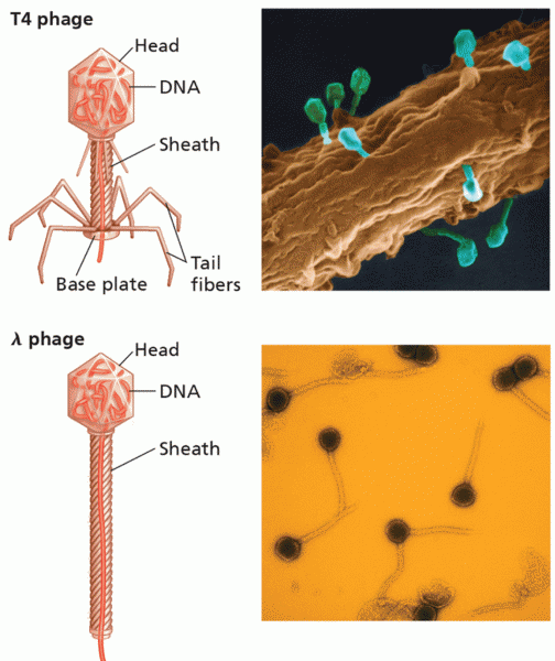 T4 bacteriophage and  phage structures