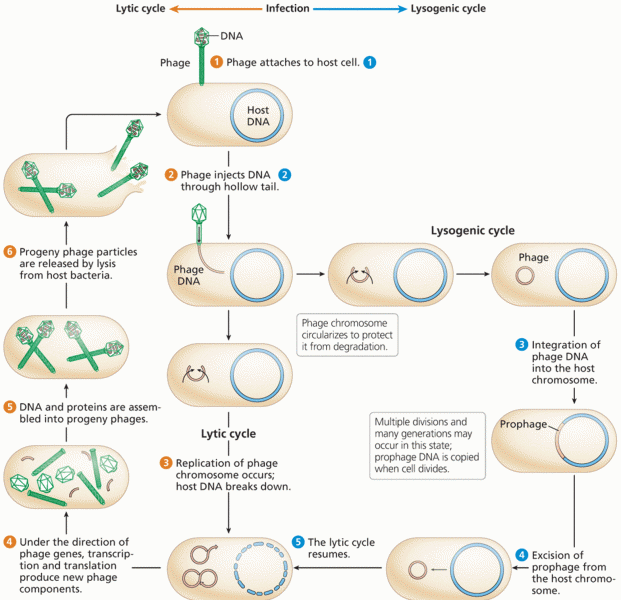 The lytic and lysogenic life cycles of a temperate bacteriophage