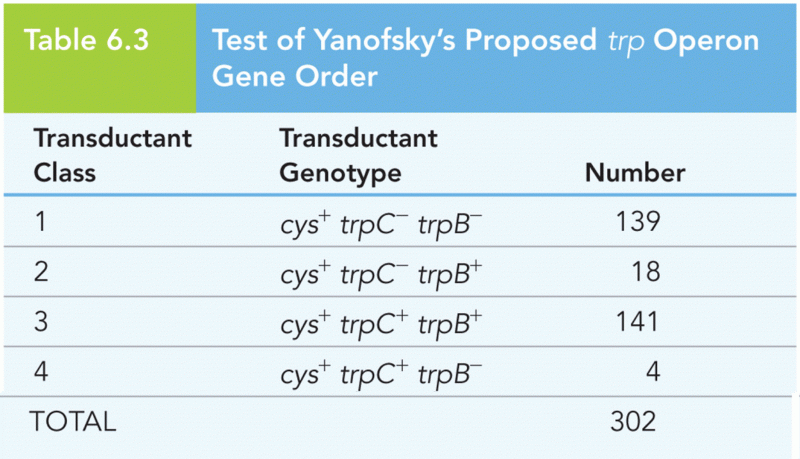 Test of Yanofsky’s Proposed trp Operon Gene Order
