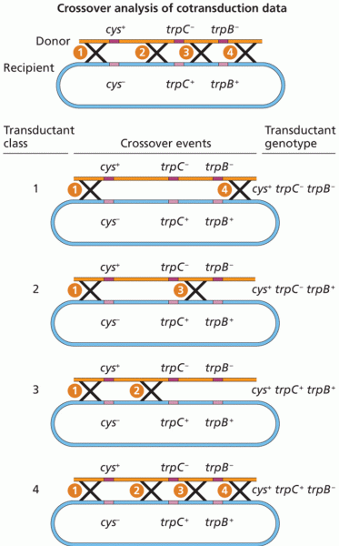 A test of Yanofsky’s proposed trp operon gene map