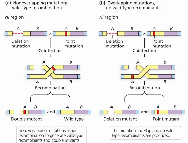 Deletion mapping of mutants in the rll region