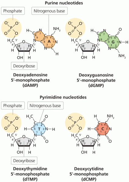 Structures of DNA nucleotide monophosphates