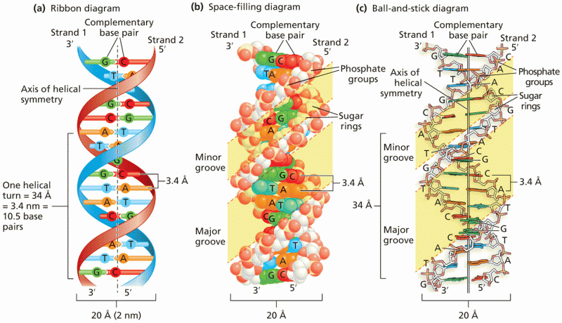 The B-form DNA double helix