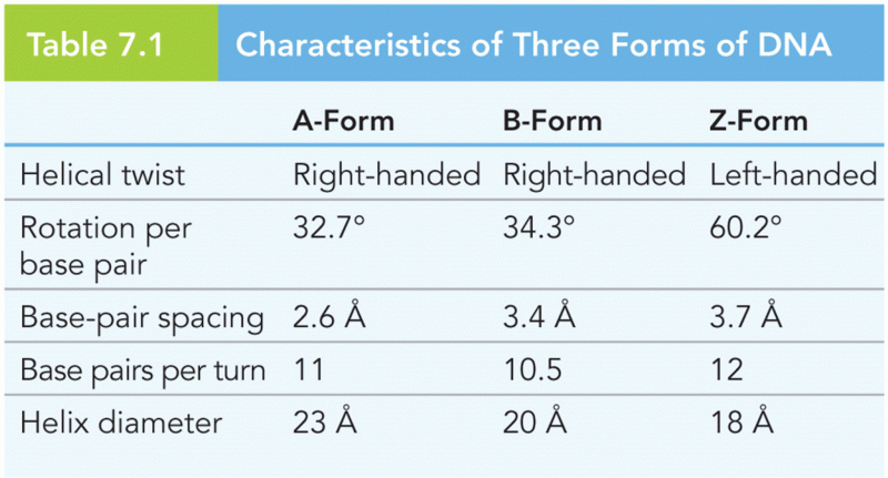 Characteristics of Three Forms of DNA