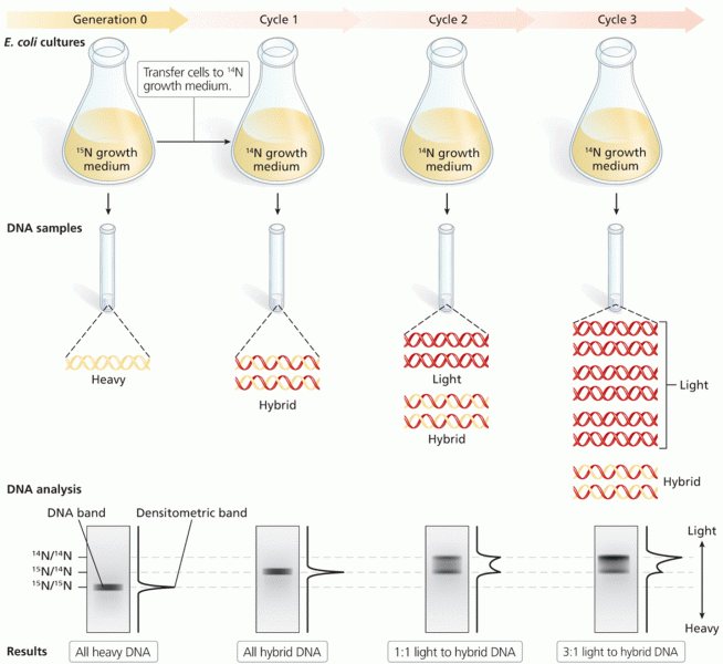 The Meselson–Stahl experimental results