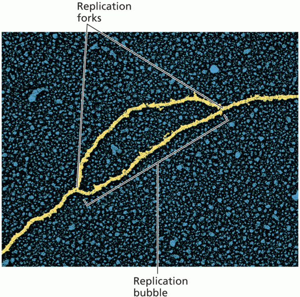 Color-enhanced electron micrograph of a DNA replication bubble and replication forks