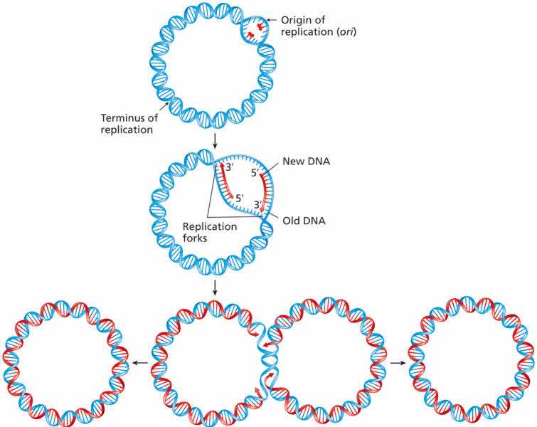 Interpretation of the bidirectional replication of a circular bacterial chromosome