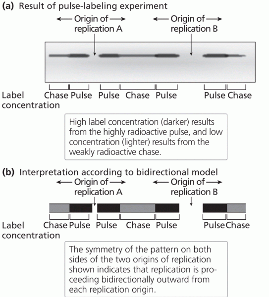 Pulse–chase labeling evidence of bidirectional DNA replication in mammalian chromosomes