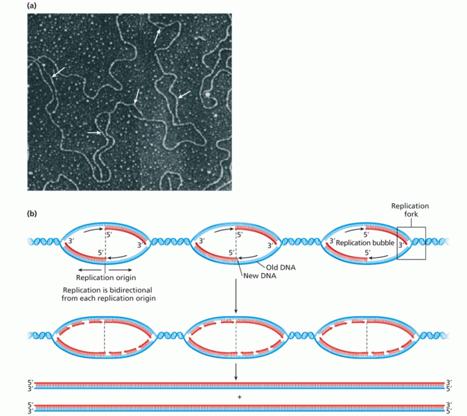 Multiple origins of replication on a single chromosome from Drosophila melanogaster