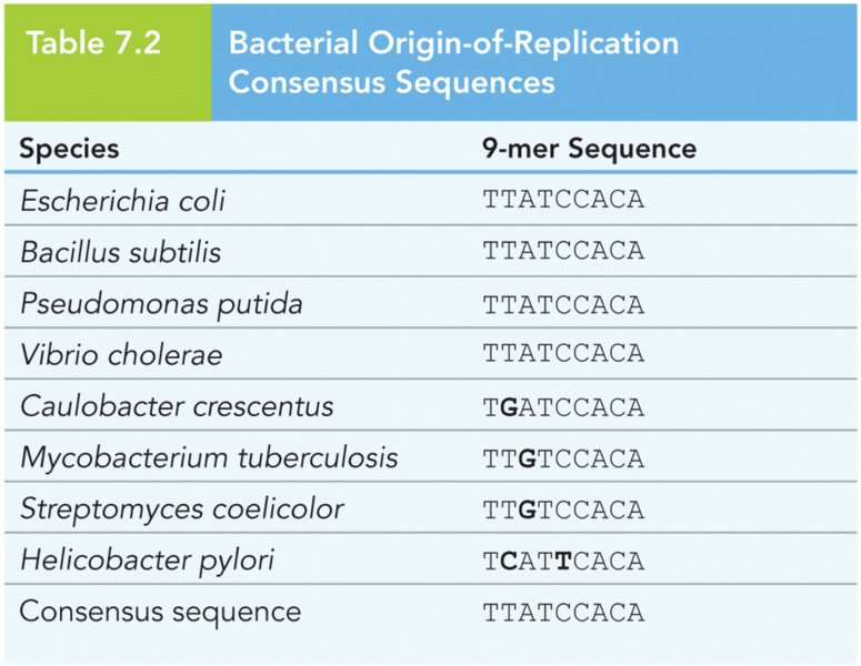 The yeast ARS1 origin of replication