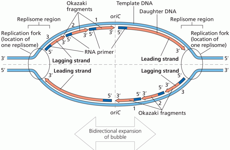 The replication bubble