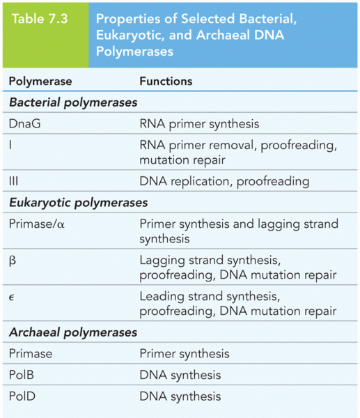 Properties of Selected Bacterial, Eukaryotic, and Archaeal DNA Polymerases