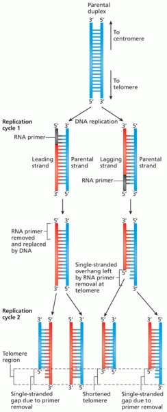 Loss of DNA at telomeres
