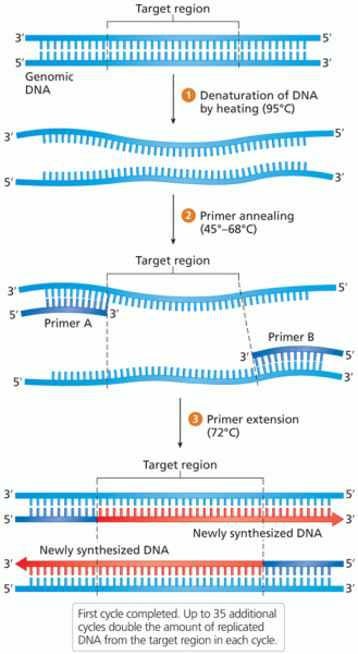 The three-step cycle of PCR