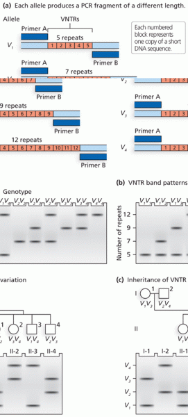 Separation of variable number tandem repeat (VNTR) alleles after PCR amplification