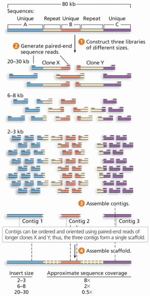 Paired-end shotgun sequencing strategy