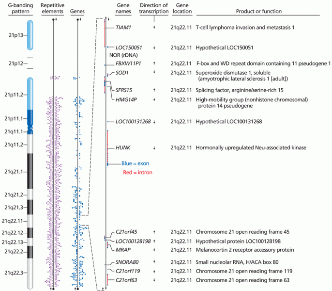 Genome annotation of human chromosome 21