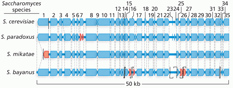 Comparison of four Saccharomyces genomes