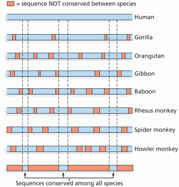 Phylogenetic shadowing of primate species